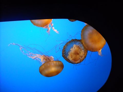 1979 Ford F-150 - Jellyfish drift through the water, their delicate tentacles trailing behind them.