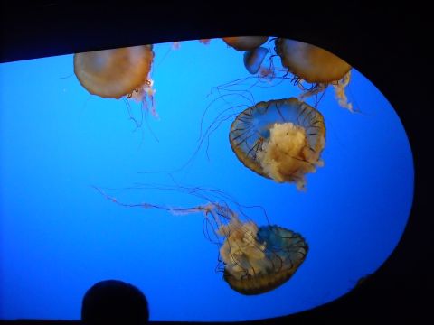 1979 Ford F-150 - Jellyfish drift through the water, their delicate tentacles trailing behind them.