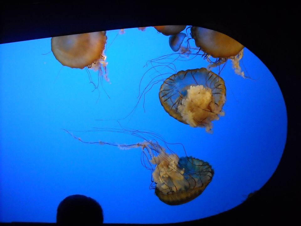 Several jellyfish with long tentacles float in a bright blue aquarium