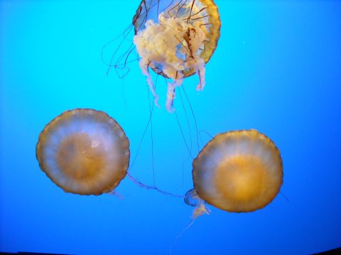 1979 Ford F-150 - Three jellyfish drift gracefully in the blue water, their tentacles trailing behind them.