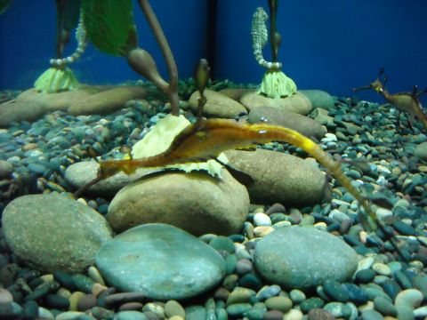 1979 Ford F-150 - A seadragon navigates its rocky, aquatic environment, with seahorses visible in the background.