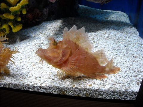 1979 Ford F-150 - A scorpionfish, camouflaged against the seabed, displays its spiky fins and unusual facial features.