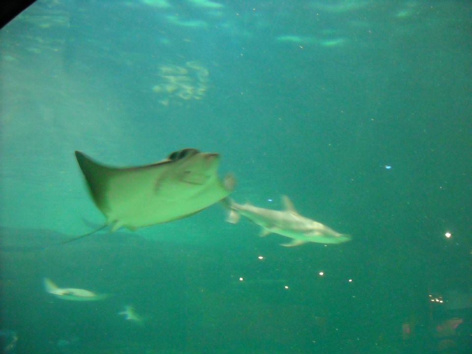 Stingray swimming with a shark in an aquarium