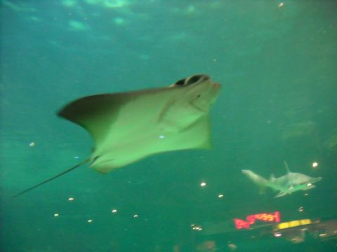 1979 Ford F-150 - Underwater scene with a stingray in the foreground and a shark in the distance.