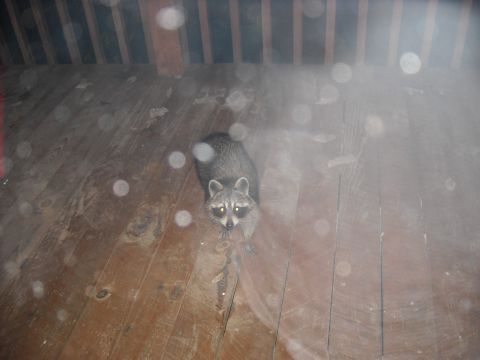 1979 Ford F-150 - A raccoon is on a wooden deck, looking up towards the camera. The deck appears wet.
