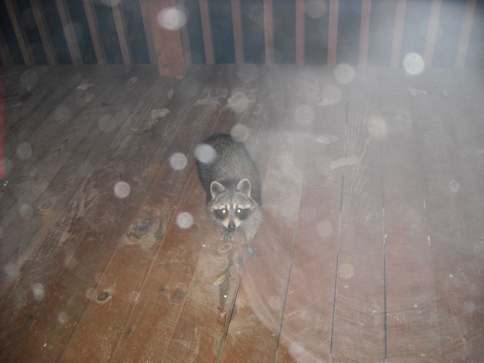 Raccoon looking up from a wet wooden deck with railings above