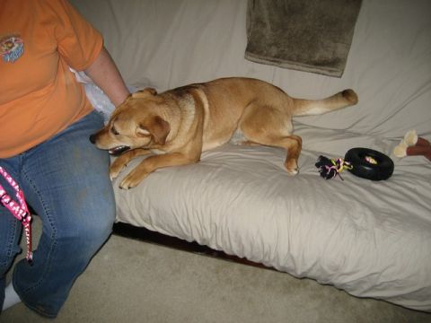 2004 Ford F-150 - A dog rests on a couch with a person and a toy, unrelated to any vehicle.