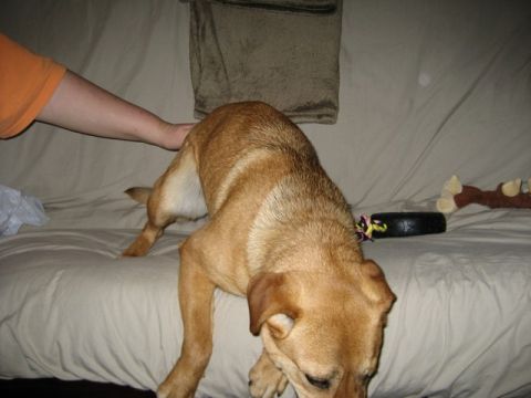 2004 Ford F-150 - A dog is petted by a person while lying on a couch.