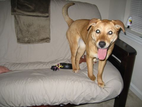2004 Ford F-150 - A dog stands on a couch, panting with its tongue out, while a Supermotors.net logo is visible in the lower right corner.