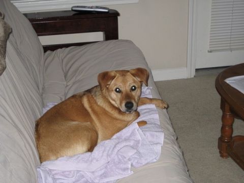 2004 Ford F-150 - A dog rests on a couch, with a coffee table and a remote control visible in the background.