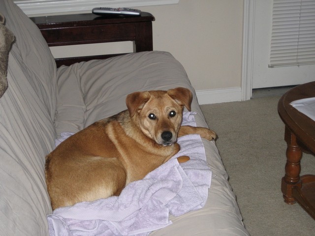 Tan dog resting on a lavender towel on a beige futon indoors