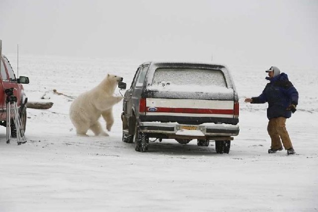 Polar bear at driver's side window of a dark-colored truck, person in blue jacket at rear of truck, red truck on left