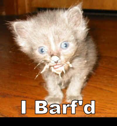 2000 Mercury Grand Marquis - A small kitten with blue eyes and a messy face stands on a wooden floor.
