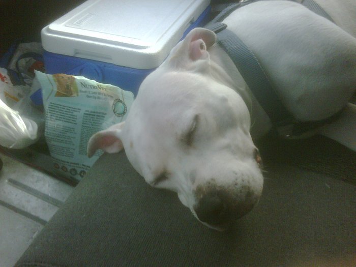 Dog sleeping on a seat next to a cooler and a bag of dog food