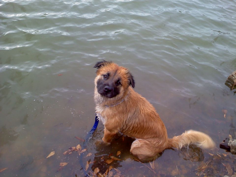 Dog sitting in shallow water near shore