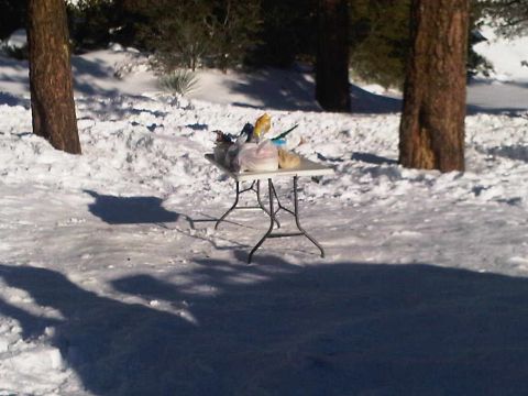 1986 Ford Bronco - A table laden with food sits outdoors in a snowy landscape, surrounded by trees.