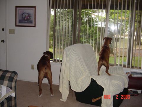 1987 Ford Bronco - Doggies getting ready to watch us work on the 87