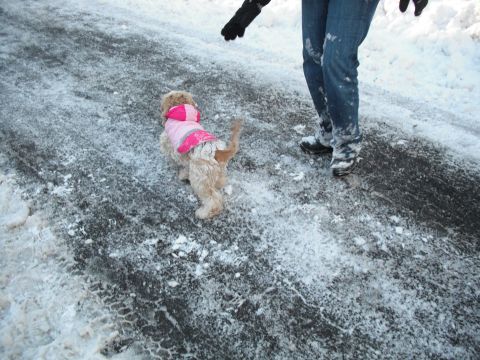 1991 Ford Bronco - A dog wearing a pink coat stands on a snowy path next to a person's legs.