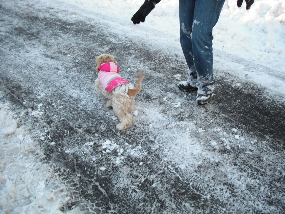 Dog in pink coat on snowy ground with person's legs visible