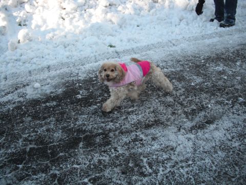 1991 Ford Bronco - A dog wearing a pink coat walks on a path covered in snow and ice.