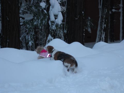 1991 Ford Bronco - Dogs enjoy a snowy day in a wooded area.