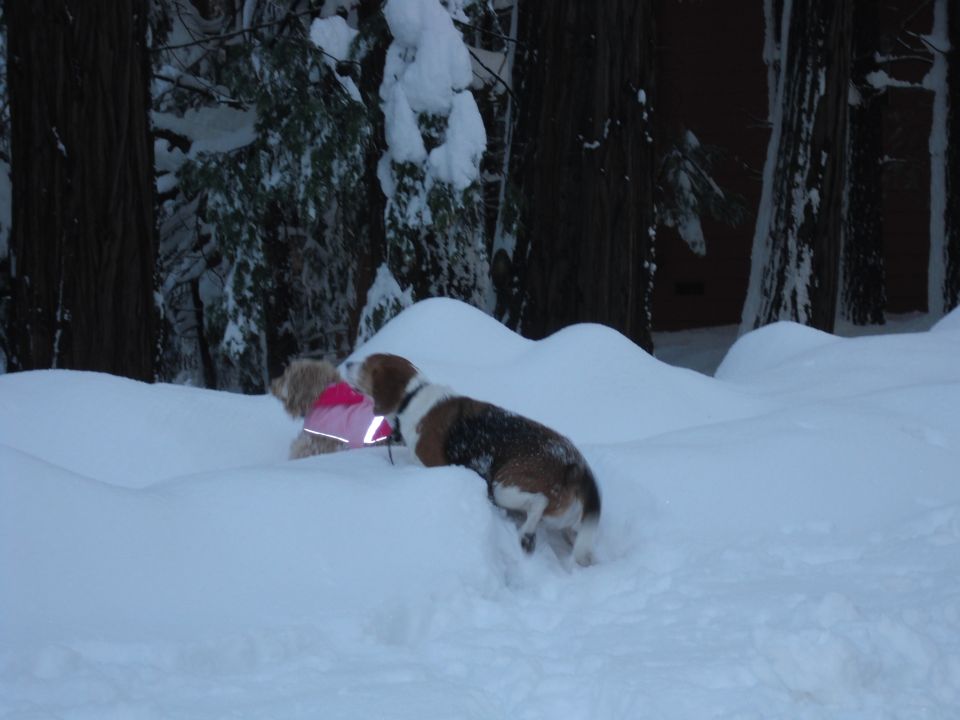 Two dogs, one in a pink coat, play in deep snow near trees