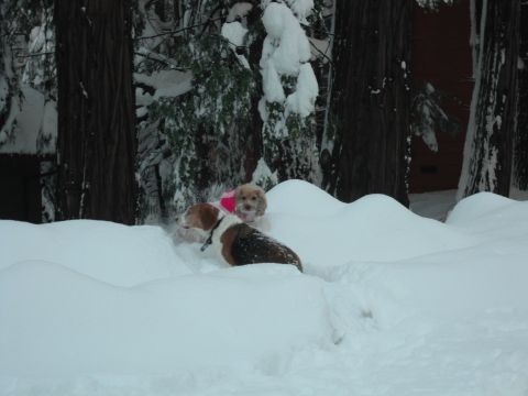 1991 Ford Bronco - Two dogs enthusiastically play in a snow-covered landscape, with trees and a building visible in the background.