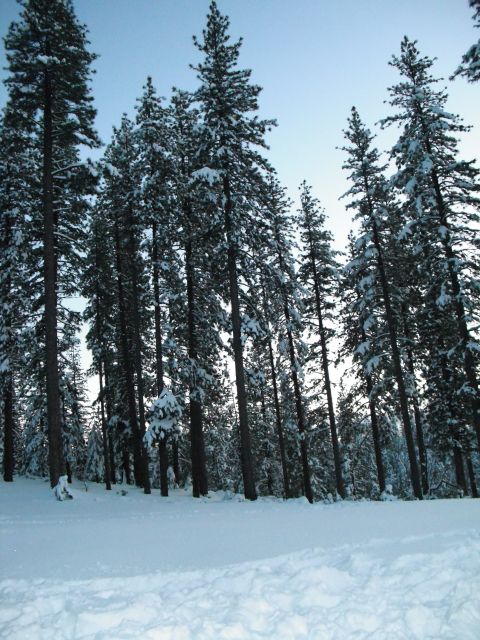 1991 Ford Bronco - A winter landscape with snow-covered pine trees under a clear sky.