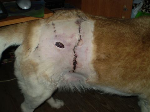 1979 Ford Bronco - A dog's torso displays surgical staples and an open wound, indicating recent medical intervention.