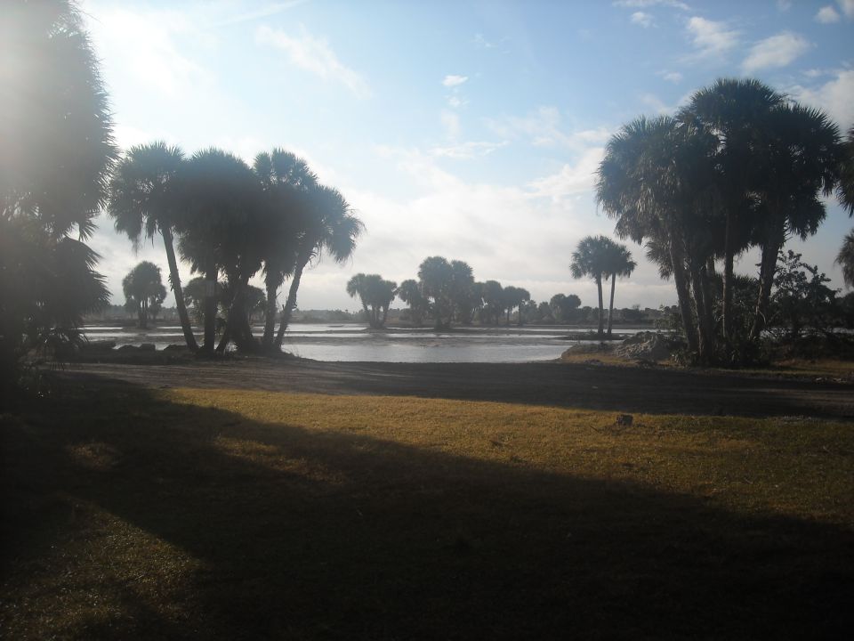 Water and palm trees under a bright sky