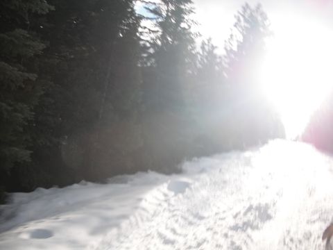 1991 Ford Bronco - A bright sun glares over a snowy path in a dense forest.