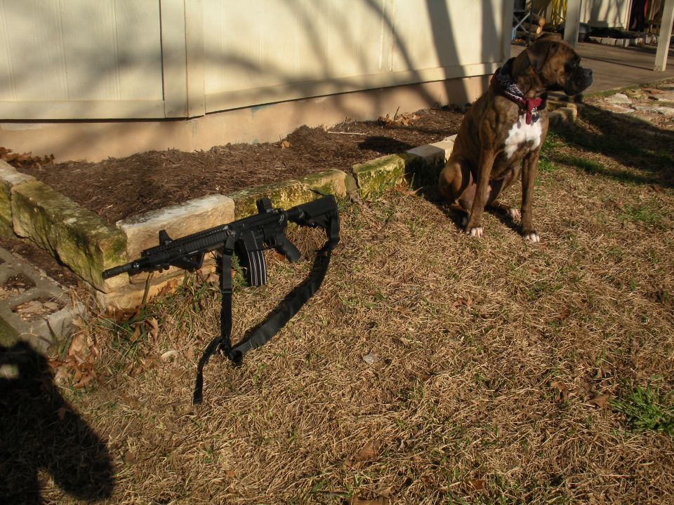 Boxer dog sits next to a rifle on dry grass in front of a building