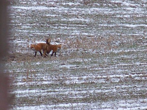 1995 Mercury Grand Marquis - Three foxes are visible in a field with patches of snow and dry grass.