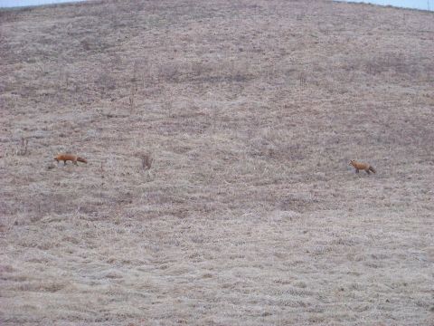 1995 Mercury Grand Marquis - Two foxes traverse a dry, grassy landscape under a pale sky.
