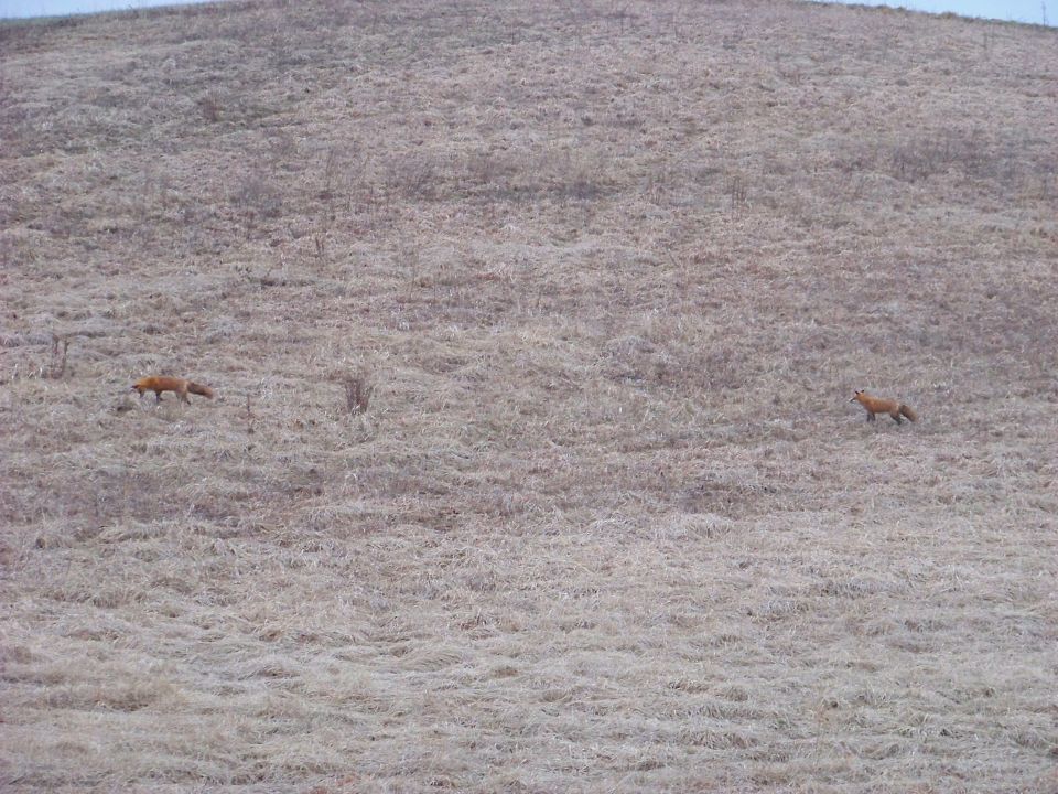 Two foxes walk across a barren, grassy hillside