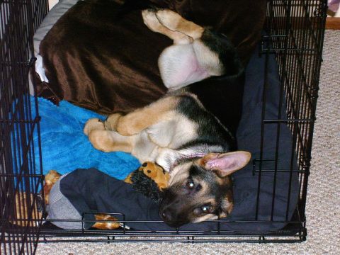 1991 Ford Bronco - A German Shepherd puppy is seen resting comfortably in its crate, curled up on blankets.