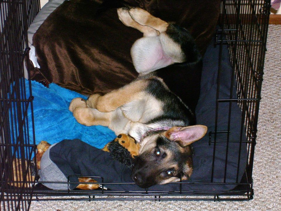German Shepherd puppy sleeping in a crate on its back