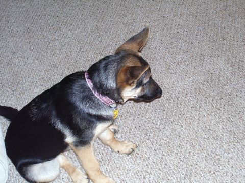1991 Ford Bronco - Puppy sits on carpet, looking to the right with one ear up.