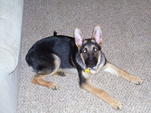 1991 Ford Bronco - A young German Shepherd with large ears rests on a carpeted floor, looking towards the camera.