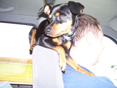 1991 Ford Bronco - Dog rides shotgun, looking out the window of a vehicle.