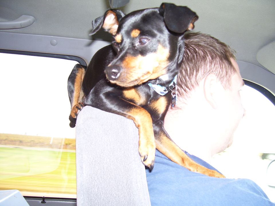 Miniature Pinscher dog on person's shoulder inside vehicle