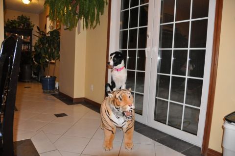1996 Ford Bronco - A dog is perched atop a stuffed tiger in a home's entryway.