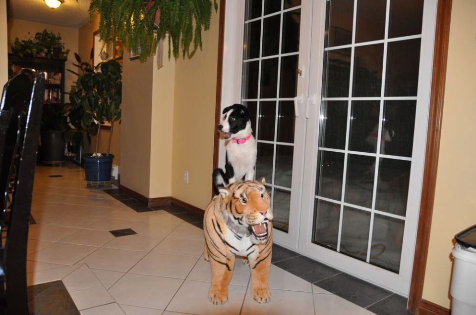 Dog sitting on a stuffed tiger in a hallway