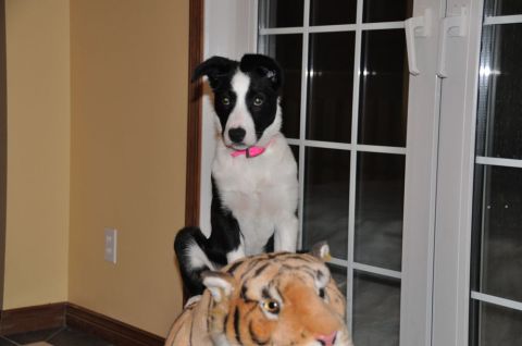 1996 Ford Bronco - A black and white dog with a pink collar sits atop a stuffed tiger in front of a window.