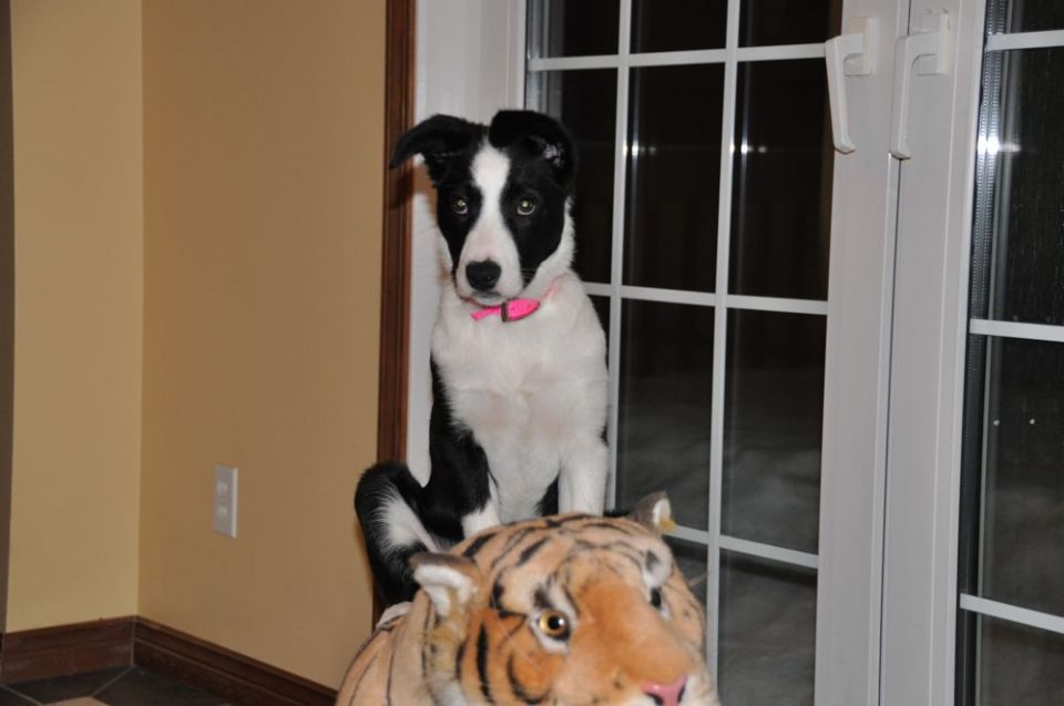 Black and white dog on stuffed tiger