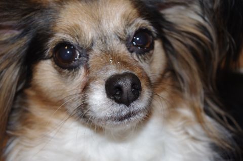 1995 Ford F-150 - Close-up of a dog's face, with a watermark for SUPERMOTORS visible.