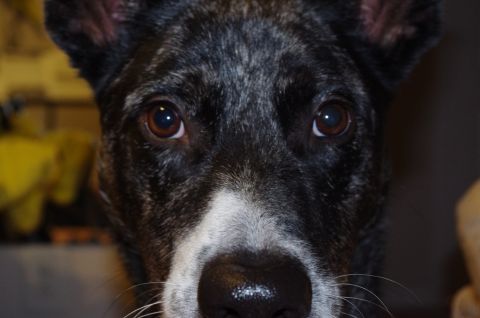 1995 Ford F-150 - A dog's face is shown in a close-up shot, with its eyes looking directly at the camera.