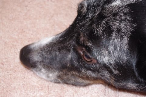 1995 Ford F-150 - A close-up profile of a dog's head, showing its eye and snout against a textured background.