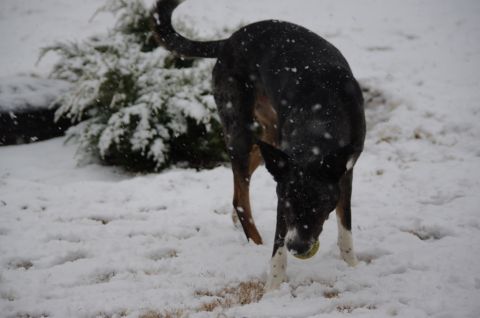 1995 Ford F-150 - Dog plays with a ball in the snow. A watermark for SUPERMOTORS is visible in the lower right corner.