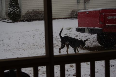 1995 Ford F-150 - A dog explores a snowy yard near the back of a red truck.